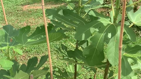 Smith Fig Tree 2nd year growth
