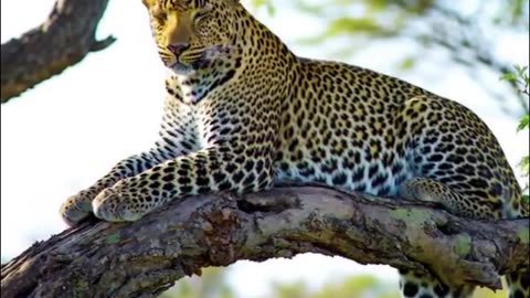 The leopard watches from above... while the little gazelle Hides in silence!