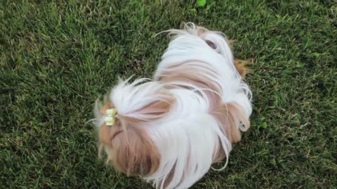 Aren't You Fancy (Vlogust August 9, 2013)
