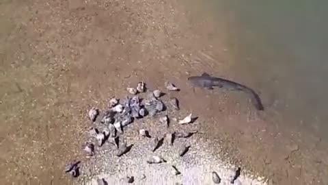 Catfish Vs Birds