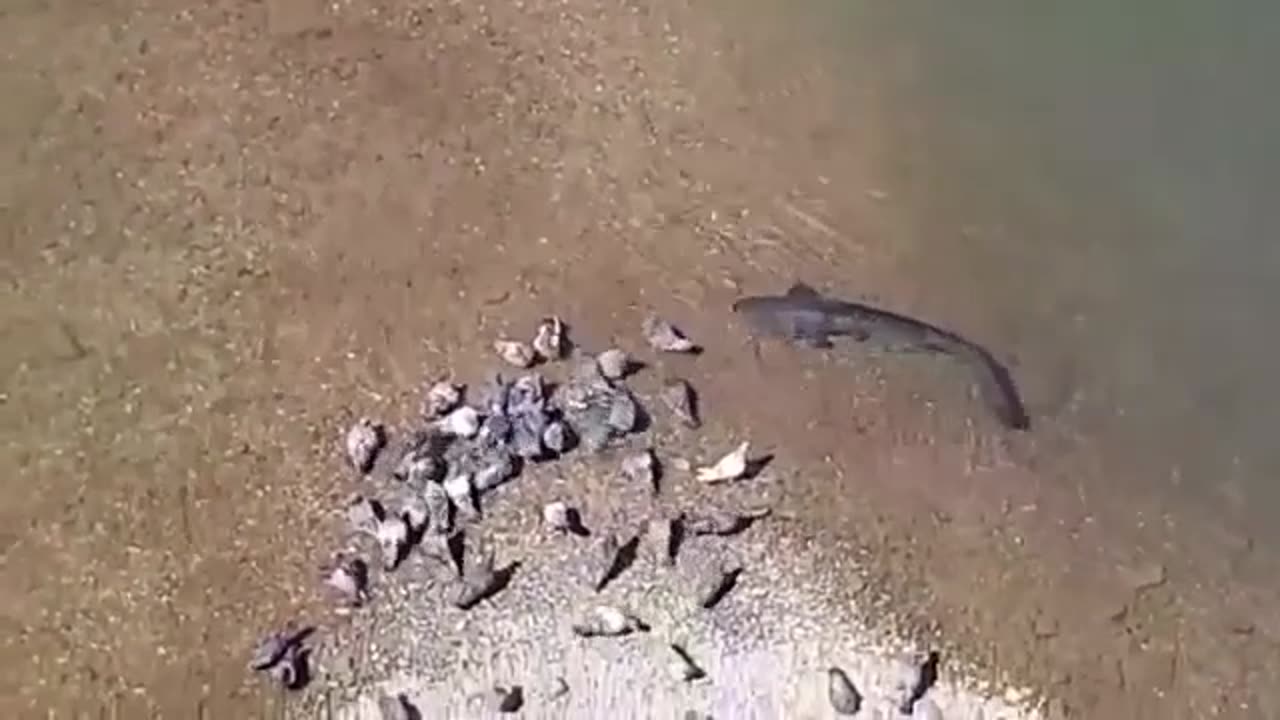 Catfish Vs Birds