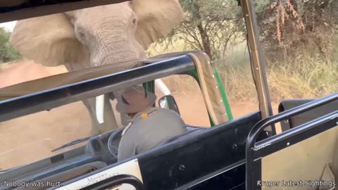Unbelievable Animal Encounters That Took People by Surprise | # 1