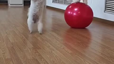 two playful maltese pups 🐶💖