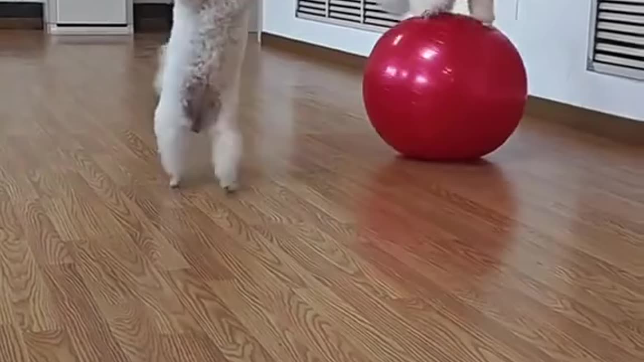 two playful maltese pups 🐶💖