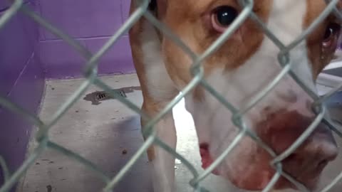 Kuma 1y Pet Id 948375 kennel 24 HSSAZ shelter gave blind gal as much attention as I could20250815189