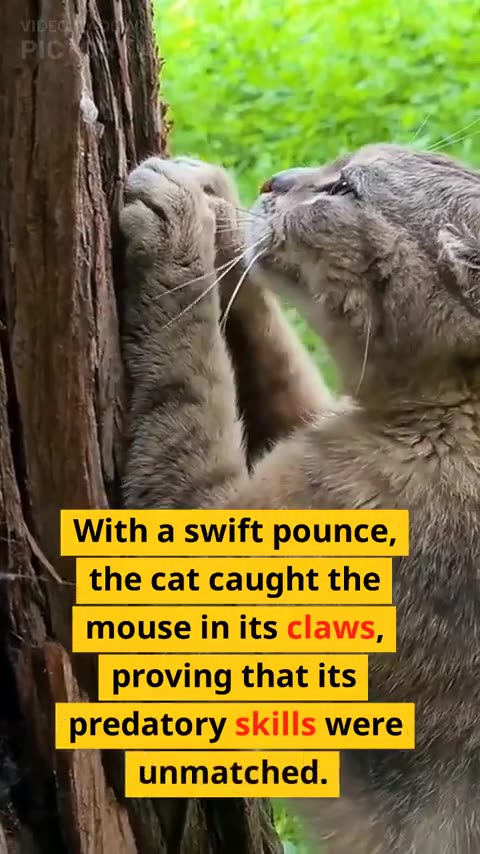 70. Fun FACTS About Cats🐱🐈