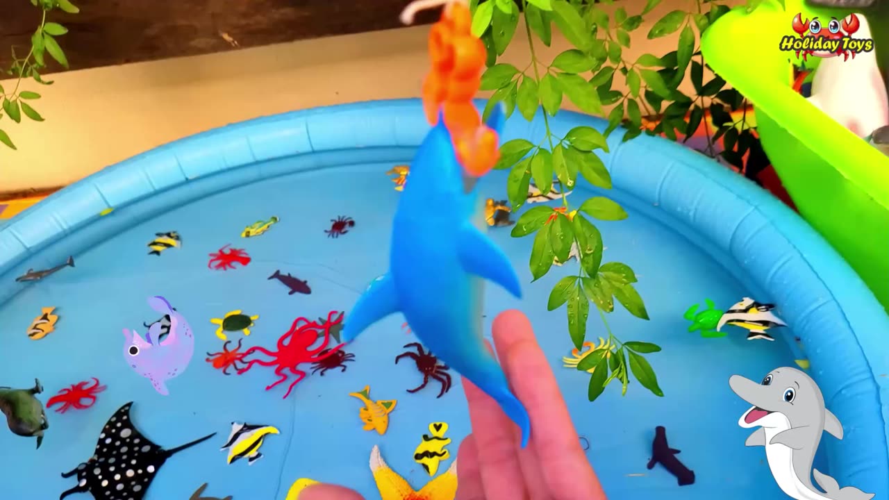 Sea Lion Swims Fast to Avoid Orca Attack in the Ocean