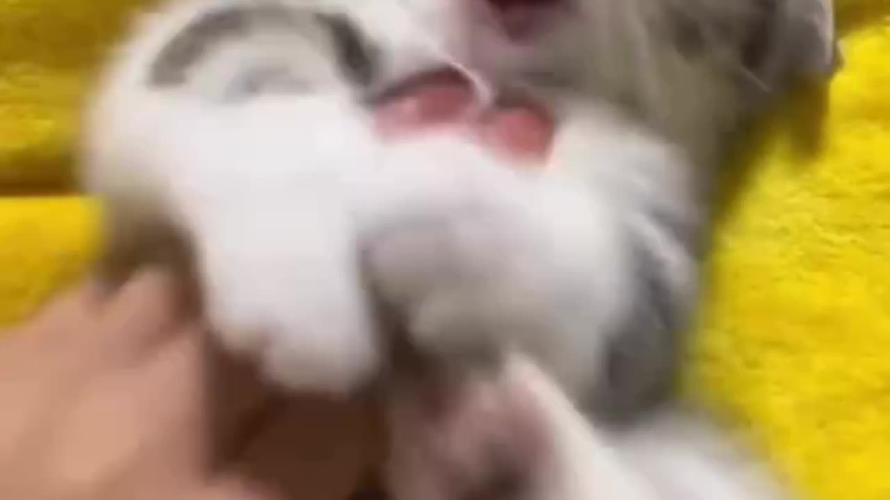 😂😹 Don't Laugh Challenge: Pet Edition 🐶🐾