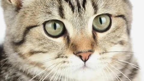 This Tiny Cat Just Wants to Be Loved… 🐾💗