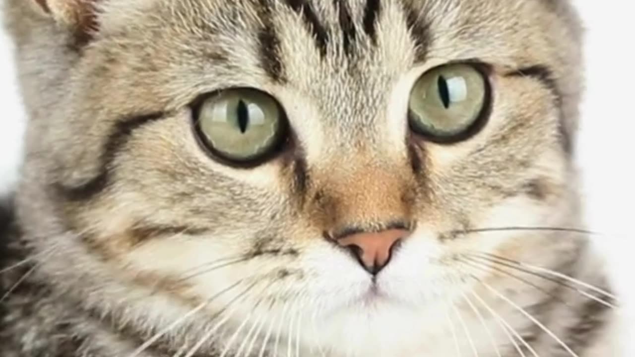 This Tiny Cat Just Wants to Be Loved… 🐾💗