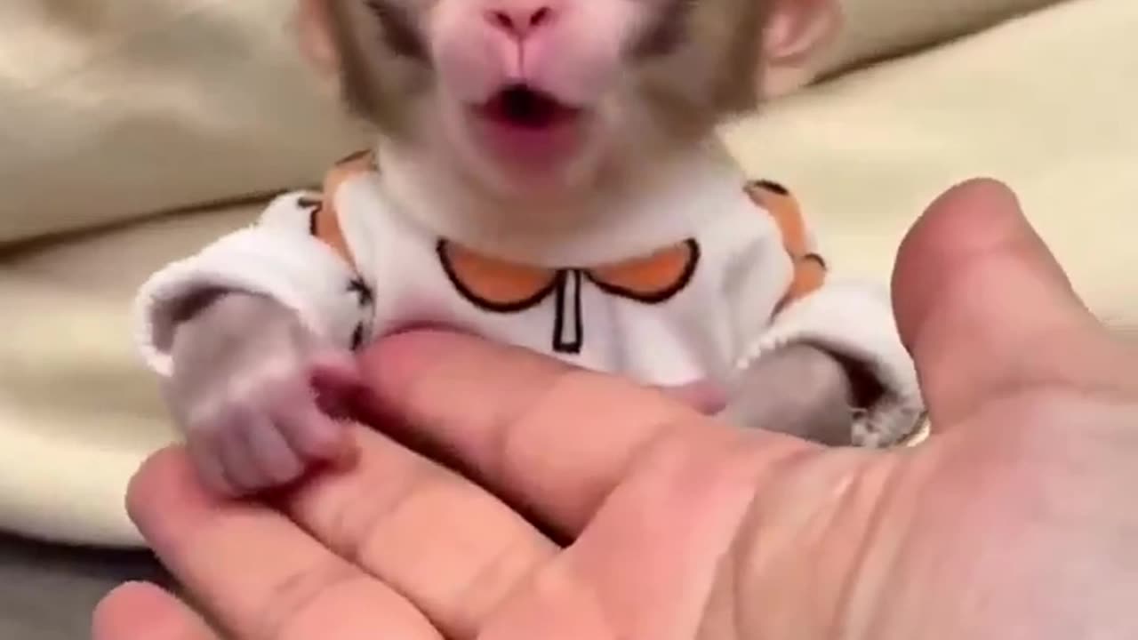 🥰The Most Adorable Monkey Smile You'll See Today! #shorts #funny #babymonkey #monkey #cutemonkey