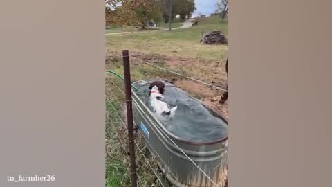 Funniest ANIMALS Videos 2025 That Will Make You Laugh To Tear 😂