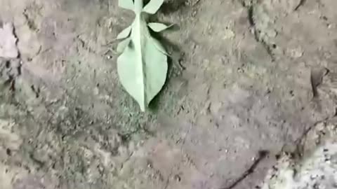 Nice Nature camouflage