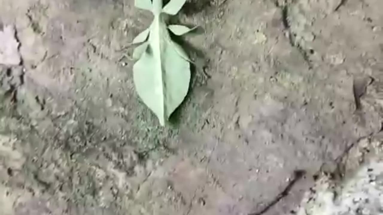 Nice Nature camouflage