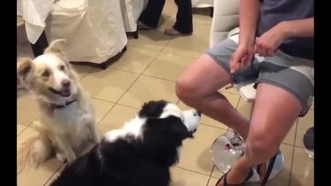 Funniest Cats and Dogs Videos