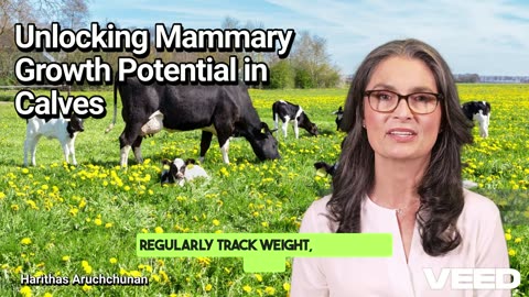 Unlocking Mammary Growth Potential in Calves