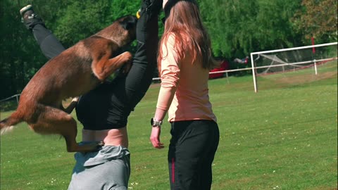 Dog Goes for the Wrong Balls