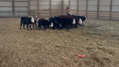 Scaly 11/27/2025 Birthday Run One