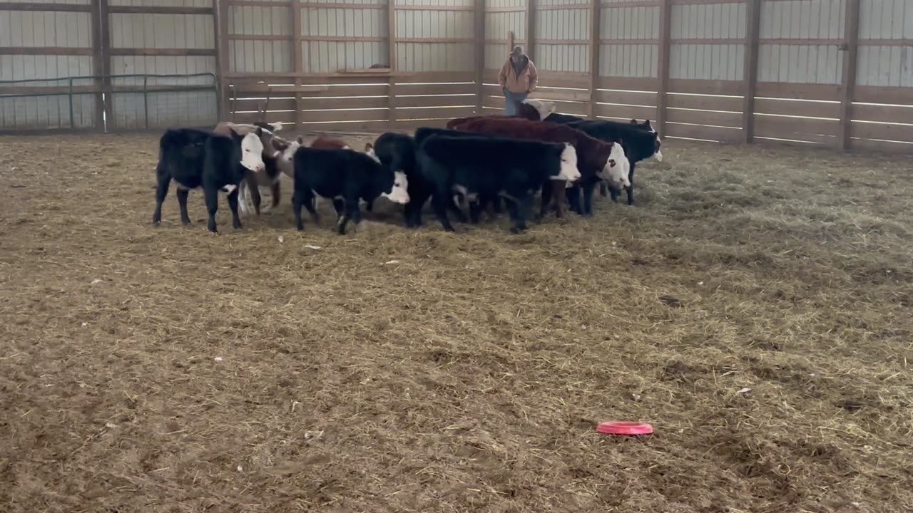 Scaly 11/27/2025 Birthday Run One