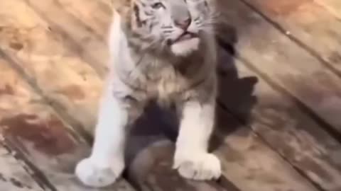 Have you heard the roar of a tiger cub?🤣