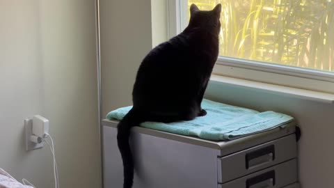Cute Precious Piper Practices Being a Clock in the Window - My Adopted Shelter Cat Vlog