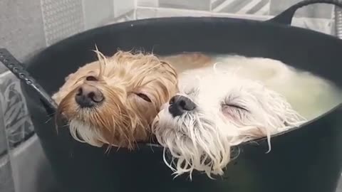 funny animals