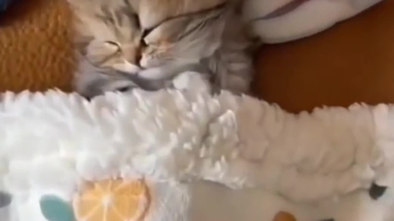 You won’t believe what this curious kitten finds in a box!
