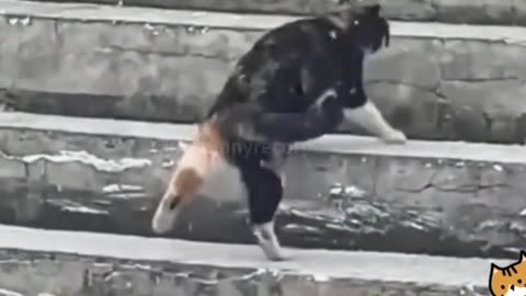 cats VS. winter
