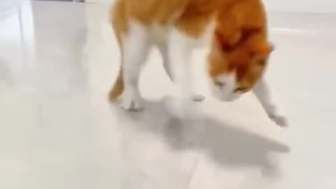 Cat Funny Videos