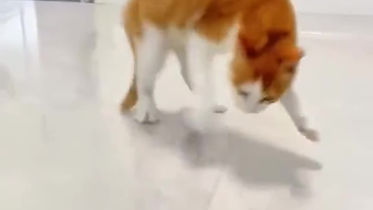 Cat Funny Videos