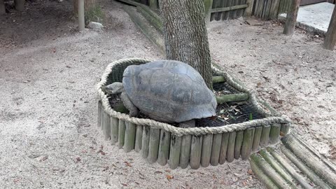 Saint Augustine Alligator Farm - Check Out These Creatures!