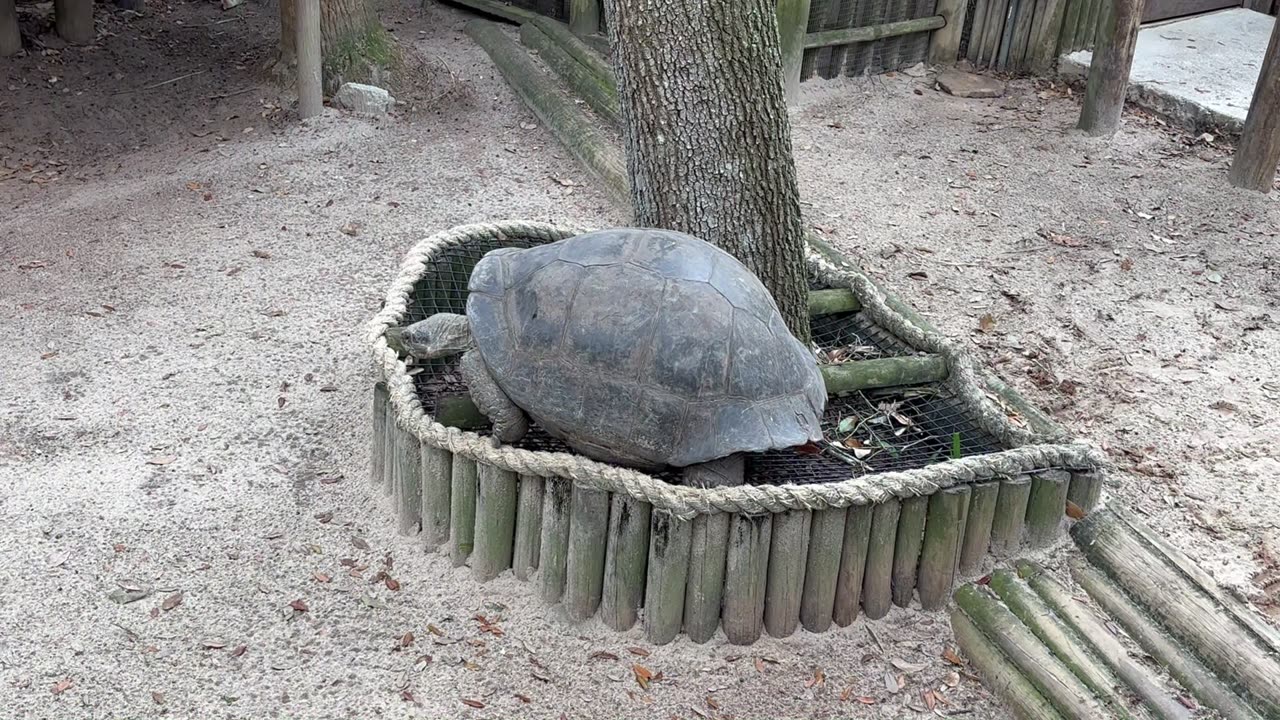 Saint Augustine Alligator Farm - Check Out These Creatures!