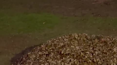 Taking a Leafy Plunge in the Zoomies Zone