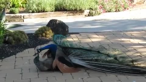 Peacock Mating