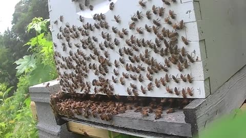 Bee Break #18