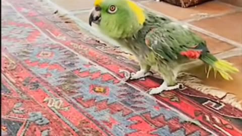 😱🐦 Scary Bird: Serial Killer in Disguise | TheHauntingHour