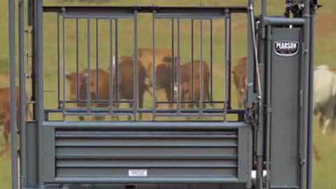 Pearson Squeeze Chute