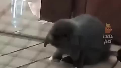 Funny Animal Fails