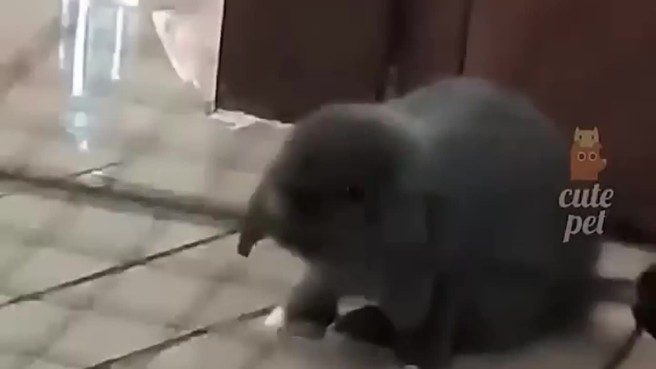 Funny Animal Fails