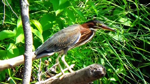 Green Heron