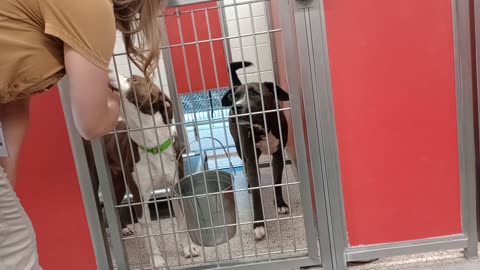 Seymour-right 1y A839513 Mark 2y A859559 kennel 84 pod 3 PACC shelter200