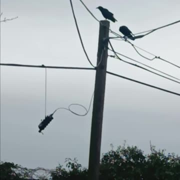 Crows on the wire