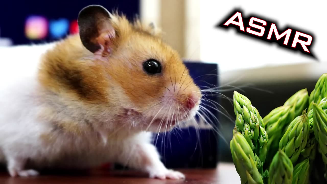 Hamster Eating Asparagus ASMR 🐹7 | Animal ASMR