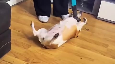 Dog's Comedy Videos 🤣 so cute videos 😍