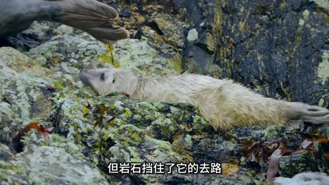 小海豹因贪玩陷入困境！母亲极力施救，尽显伟大母爱！ #动物世界 #灰海豹 #伟大的母爱
