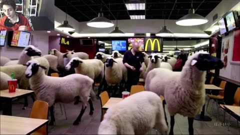 Outtake #1,036 Of Over 15 Sheep Roam Around A McDonald's Restaurant Fake Funny Parody Video