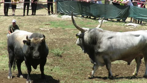 Atrakcija vs Medonja Šestanovac 2025