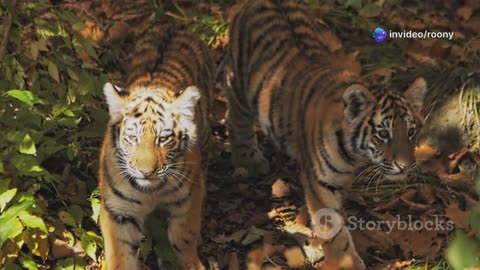 Tiger 🐯