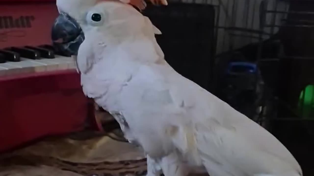 Parrot music show! 😂😂😂😂