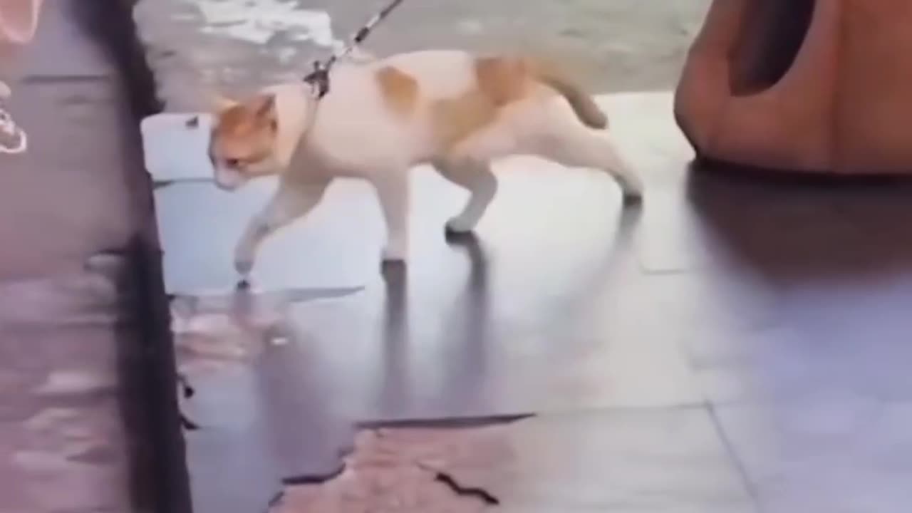 Adorable Cats | Funny Pet Moments Await 🐾😂